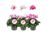 Landgard Cyklámen perzský (Cyclamen persicum) 