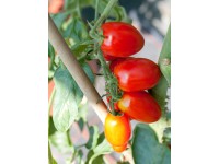 Rajčiak jedlý oválny priemer kvetináča cca 9 cm