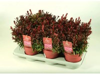 GROW by OBI Sviečkovec lindheimerov (Gaura lindheimeri) 