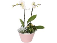 Aranžmán z orchideí v keramickej nádobe priemer kvetináča cca 18 cm