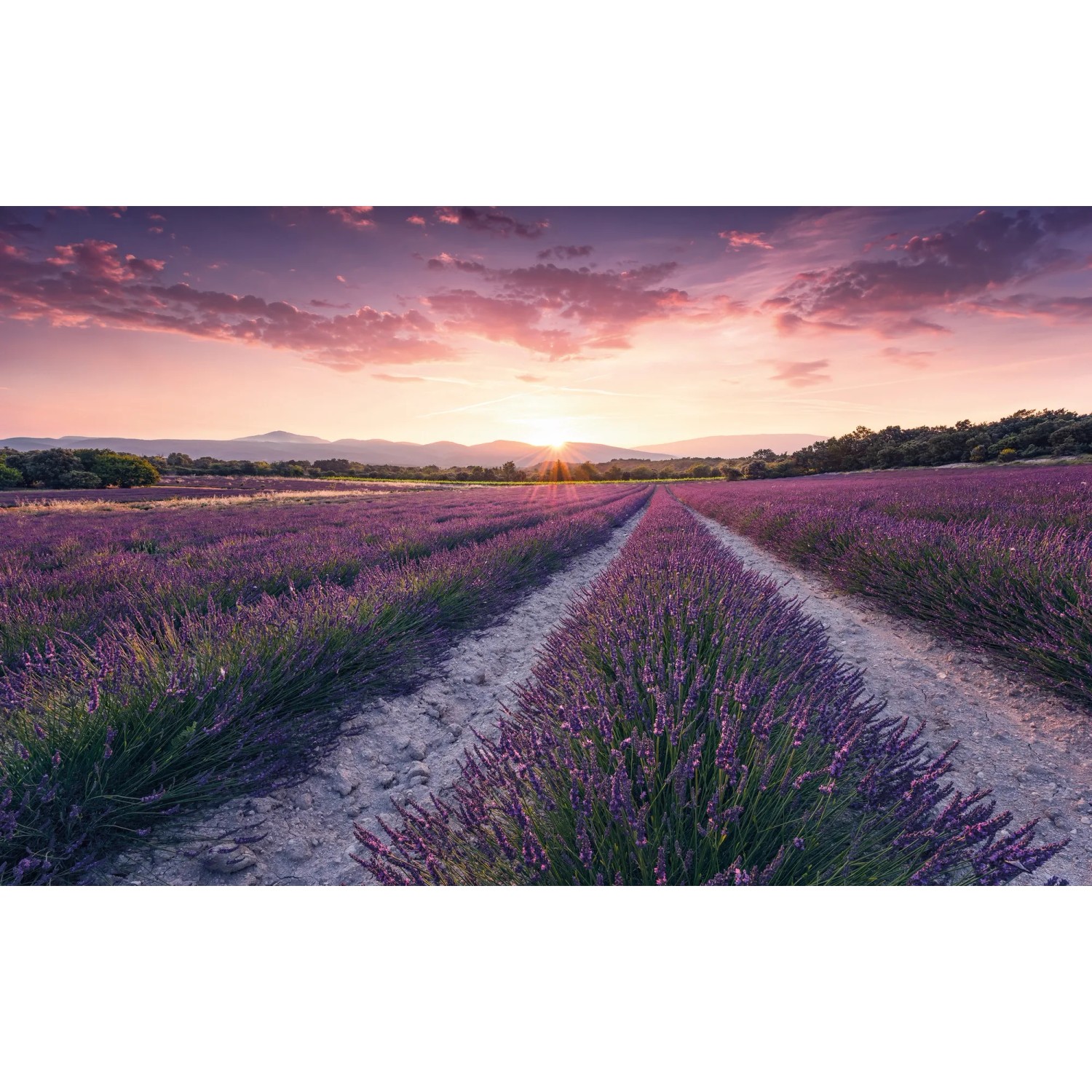 E-shop Komar Vliesová fototapeta Lavender Dream 450 x 280 cm