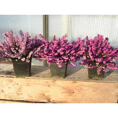 Vresovec priemer kvetináča cca 11 cm farebný mix