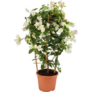 OBI Bugenvilea biela na mreži v kvetináči, Bougainvillea sandrina s bielymi kvetmi.
