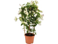 OBI Bugenvilea biela na špalieri priemer kvetináča cca 21 cm Bougainvillea