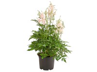 GROW by OBI Astilba čínska (Astilbe chinensis) výška cca 45 cm