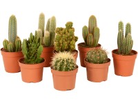 Kaktus rôzne druhy výška cca 35 cm priemer kvetináča cca 17 cm Cactus canarias