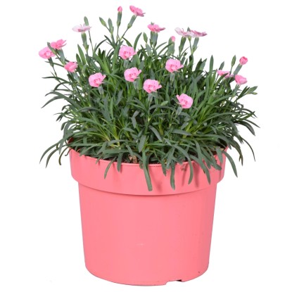 Royal Lemkes Hvozdík (Dianthus) "Peach Party" výška 25-30 cm, pr. cca 19 cm