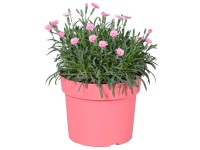 Royal Lemkes Hvozdík (Dianthus) 