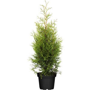 Tuja 'Brabant' v kvetináči, výška cca 30-40 cm, ideálna ako živý plot.