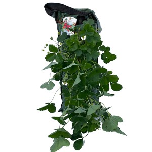 Naturfreund závesný jahodník so zelenými listami a bielymi kvetmi, cca 50 cm.