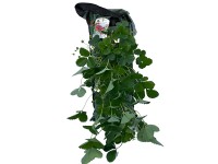 Naturfreund Jahodovník veľkoplodý (Fragaria ananassa) v nástennom kvet., 50 cm Naturfreund Jahodovník veľkoplodý (Fragaria ananassa) v nástennom kvet., 50 cm