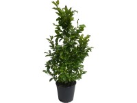 OBI Purpurová magnólia 