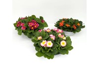 Prvosienka (Primula) v zinkovom kvetináči, pr. kv. cca 29 cm