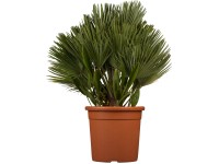 Palmička nízka priemer kvetináča cca 22 cm Chamaerops compacta