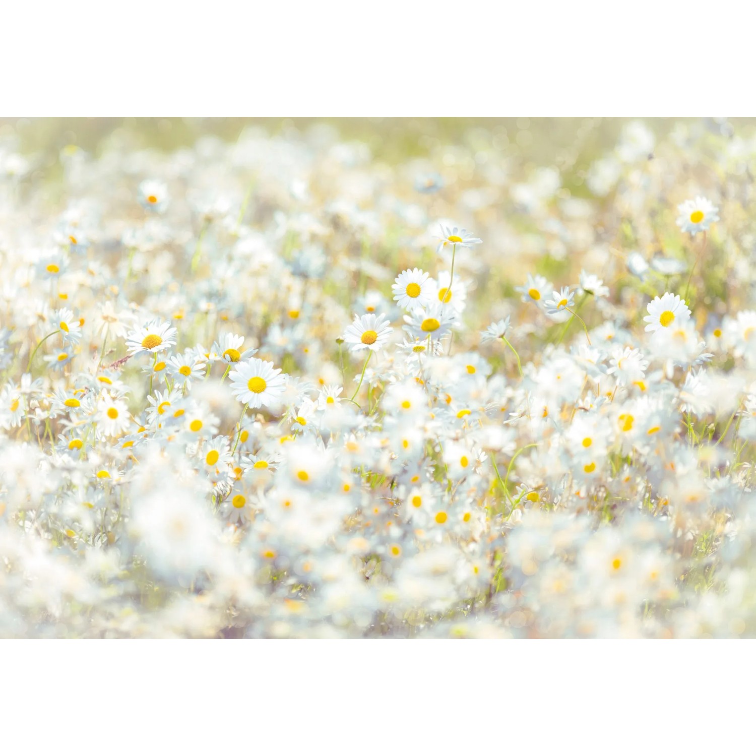 E-shop Komar Papierová fototapeta Daisies, 368 x 254 cm