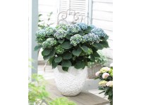 GROW by OBI Hortenzia (Hydrangea m.) 