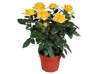 GROW by OBI Izbová ruža priemer kvetináča cca 13 cm žltá