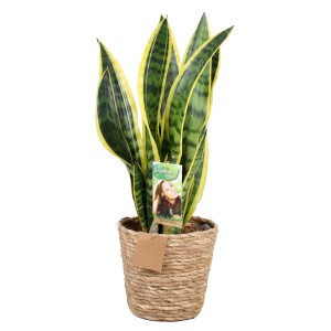 Zelená rastlina v kvetináči z morskej trávy, výška cca 50-70 cm. Sansevieria so žlto-zelenými listami.