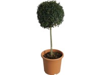 OBI Vtáčí zob výška cca 65 cm kvetináč cca 9 l Ligustrum