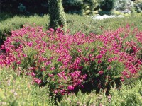 Dabécia kantabrijská Irish Princess ružová