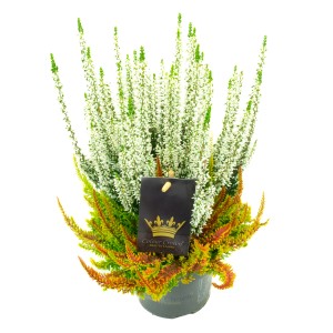 Vres Colour Crown v kvetináči, cca 13 cm, s bielymi kvetmi a farebnými listami.