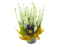 Q-Flower Vres obyčajný (Calluna vulgaris) 