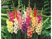 Mečík Gladiolus Grandiflora Red