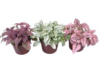 Podrostovka rôzne druhy priemer kvetináča cca 85 cm