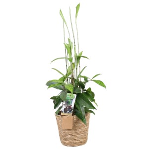 Zelená rastlina v kvetináči z morskej trávy, výška cca 50-70 cm. Dekoratívna izbová rastlina pre svetlé miesta.