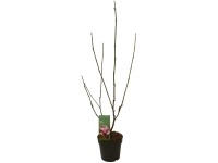 GROW by OBI Magnólia (Magnolia) ružová/biela, výška 60 - 80 cm