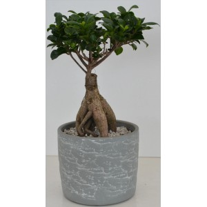 Fikus Bonsai v sivom keramickom kvetináči (Ø 27 cm) ako izbová rastlina.