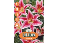 Ľalie Stargazer ružové