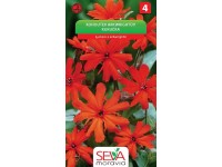 Aros Semienka Kukučka (Lychnis x arkwrightii)