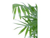 Chamédorea úhľadná výška cca 12 - 18 cm priemer cca 6 cm Chamaedorea elegans