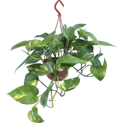 Šplhavník popínavý "Aureum", pr. kvetináča cca 15 cm