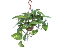 Šplhavník popínavý 