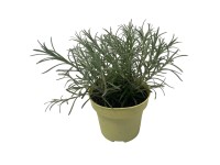 Q-Flower Smil taliansky (Helichrysum italicum) pr. cca 11 cm