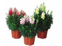 OBI Papuľka väčšia priemer kvetináča cca 13 cm Antirrhinum