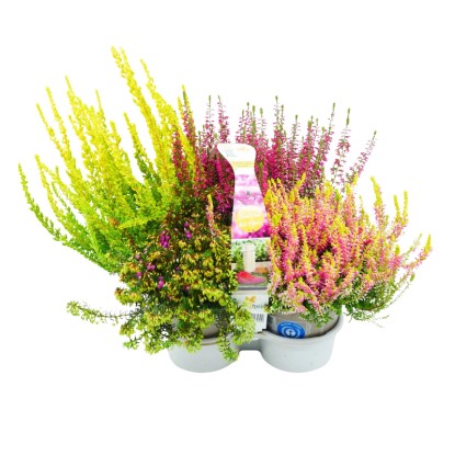 Landgard Vres obyčajný (Calluna vulgaris) mix cca pr. 9 cm, 4pack