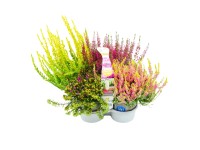 Landgard Vres obyčajný (Calluna vulgaris) mix cca pr. 9 cm, 4pack