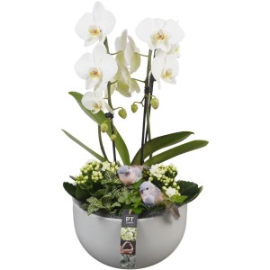 Orchideové aranžmán v sivom kvetináči (Ø 26 cm) s dekoratívnymi vtáčikmi a Kalanchoe.