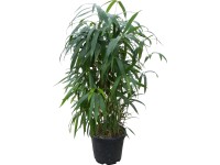 OBI Bambus japonský priemer kvetináča cca 26 cm Arundinaria