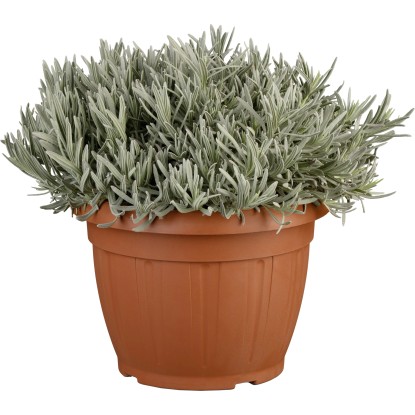 Levanduľa úzkolistá "Hidcote" modrá priemer kvetináča cca 25 cm Lavandula