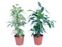 GROW by OBI Fikus malolistý priemer kvetináča cca 14 cm