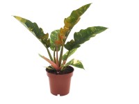 Filodendron (Philodendron) 