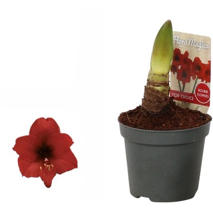 Hviezdnik (Hippeastrum hybride), červená, pr. 9 cm