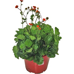 Klinček (Geum) v kvetináči s oranžovými kvetmi a zelenými listami. GROW by OBI.
