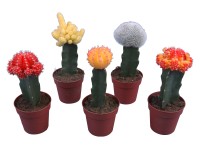 Kaktus pr. kvetináča cca 8,5 cm