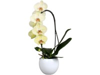 Orchidea motýľokvetá 1 výhonok žltá v bielej keramickej nádobe pr. cca 12 cm