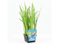 Kosatec pestrý (Iris versicolor) pr. kv. cca 18 cm